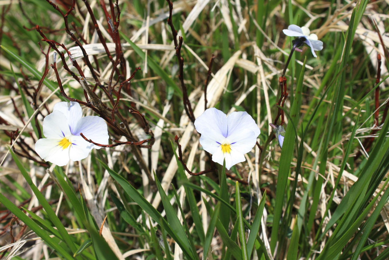 Viole gruppo calcarata da det.-2